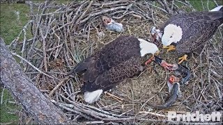 SWFL Eagles ~ Pantry Overflows ~ Eel & More Fish; Babies Are Stuffed 1.2.18