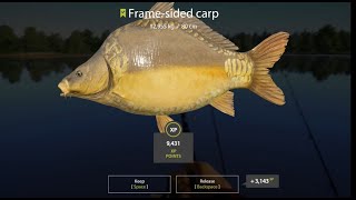 Russian Fishing 4. Carpas, carpas y más carpas en Amber Lake.