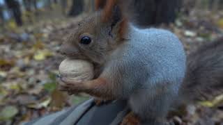 Зарисовка с белками / Sketch with squirrels