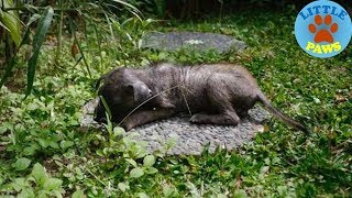 Rescue an Abandoned Puppy In the Grass From a Severly Skin Infection