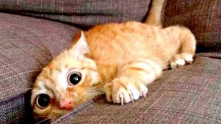 Приколы с Котами - Смешные коты и кошки . Приколы с животными!
