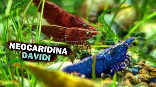 NEOCARIDINA DAVIDI: Guida e Scheda Completa