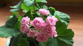 Australian pink rosebud пеларгония