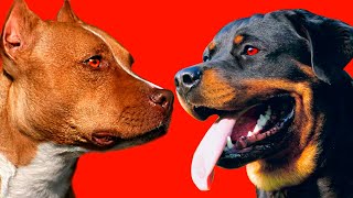 РОТВЕЙЛЕР ПРОТИВ ПИТБУЛЯ. КТО СИЛЬНЕЕ? КАКУЮ СОБАКУ ВЫБРАТЬ?
