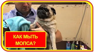 Постоянная проблема, как мыть мопса?