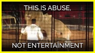 This Is Animal Abuse, Not Entertainment