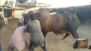 Belgian Blue & Brahman Bull Unloading || Samman Cattle Farm