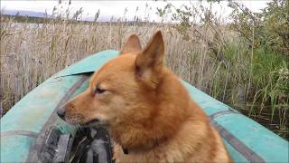 Охота на уток. Где искать утку в начале сезона