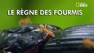 Le règne des fourmis