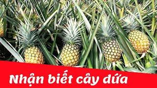 Dạy bé nhận biết cây dứa | Dạy trẻ thông minh sớm