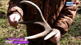 Олени на Кубани избавляются от рогов