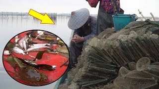 阿渔妹天不亮就赶海，轻松抓到十几只大货，带回家做海鲜大餐【阿渔妹】