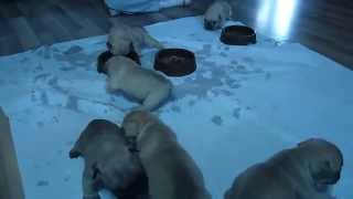 French bulldog puppies www.greenislandspuppies.com