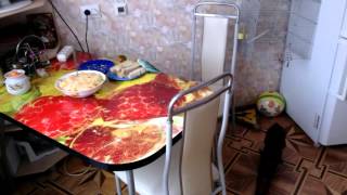 27. Птицы и животные. Попугайчики воришки.