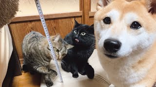 結局みんなここに集まる　Naughty Cat