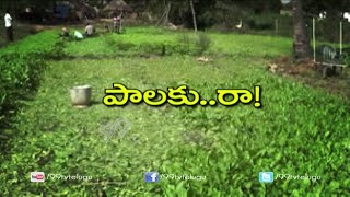 Paalakura ( Spinach ) Cultivation || Eruvaka | 99tv