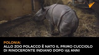 Polonia: allo zoo polacco è nato il primo cucciolo di rinoceronte indiano dopo 155 anni