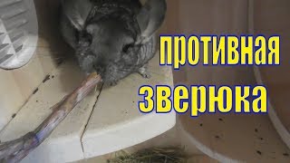 ПОМНЯТ ЛИ ШИНШИЛЛЫ ХОЗЯИНА
