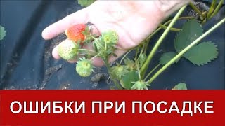 Ошибки при посадке клубники на агроволокно / Органическое земледелие
