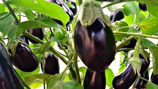 КОГДА СЕЯТЬ БАКЛАЖАНЫ и как ВЫРАЩИВАТЬ в Ленинградской области