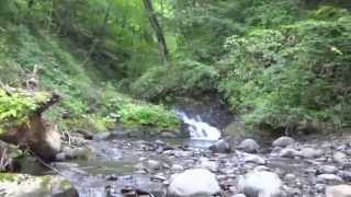 渓流・金山沢を探索 (北海道 恵庭市)