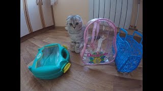 КОШКА СКОТТИШ ФОЛД / ЧТО ВЫБЕРЕТ КОШКА? ? Кошка в Сумке Котенок играет Cat Kitten playing