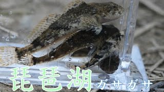 琵琶湖ガサガサ　ウツセミカジカ,スナヤツメ,ドジョウ,ヤゴ 【ルミックスGH4 4K】