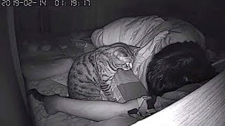 Он поставил скрытую камеру! И вот, что делает кошка, пока он спит