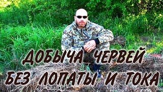 ЧЕРВИ ДЛЯ РЫБАЛКИ. Зная бушкрафт можно добыть достаточное количество червей там, где их нет.