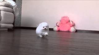 Померанский шпиц белого окраса девочка.Pomeranian white color female. Kennel «Elite Imperiya»