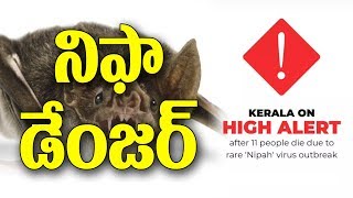Facts about NIPAH Virus | Nipah Virus Outbreak in Kerala | Y5tv |