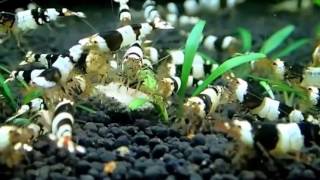 Креветки черный кристалл. Black bee shrimp