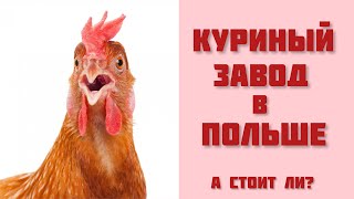 КУРИНЫЙ ЗАВОД В ПОЛЬШЕ. ВСЯ ПРАВДА! РАБОТА В ПОЛЬШЕ. ???