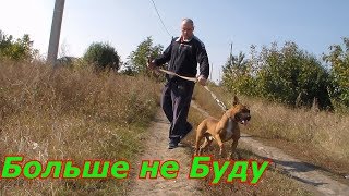 Что делать если собака тянет поводок во время выгула Бойцовая собака Ам Стафф