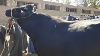 اسعار عجول اللحم والمواشي القاني بسوق السبت باسنا اليوم 20.4.2019 قناه الحلوين