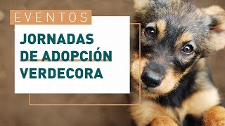Jornadas de adopción de perros y gatos en tiendas | Verdecora
