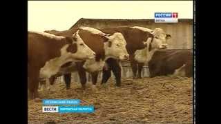 О плюсах и минусах мясного животноводства (ГТРК Вятка)