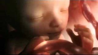 Desarrollo del feto -7 a 8 meses -3 de 4-
