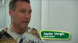 Pelea entre cobayas - Capítulo 86 Veterinaris TV3