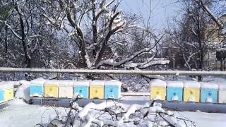Зимовка пчел в ульях из ппс и посылка из китая 30.01.17