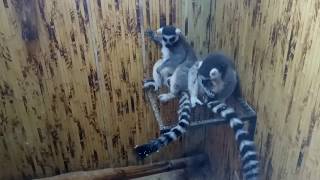 ЛЕМУРЫ (кошачий лемур, Lemur catta)