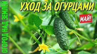 ОГУРЦЫ,УХОД ЗА ОГУРЦАМИ.