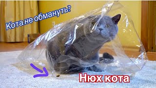 НЮХ БРИТАНСКОГО КОТА/ Кот и пакет /British cat sniffer