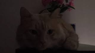 Курильский бобтейл кот Рича в темноте спрыгнул со шкафа The cat jumped off the cabinet