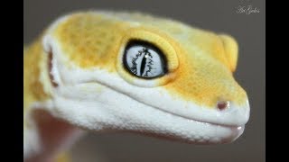 10 LEMON FROSTS IN 60 SECONDS