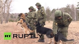 Как в России собак готовят к службе в армии