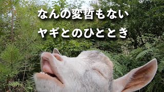 なんの変哲もない、ヤギとのひととき。ヤギが草を食べているだけの動画です。ヤギしか出てきません。見ていると眠くなります。