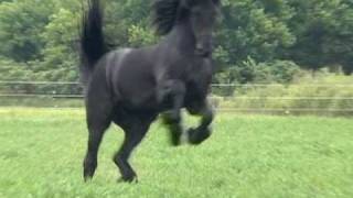 FPS Approved Friesian Stallion Sipke 450
