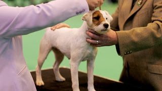 Джек рассел терьер. Выставка собак «Кубок Акана» \ Dog Show "Cup Akana"