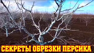 Секреты ОБРЕЗКИ ПЕРСИКА в КРЫМУ / Основные правила